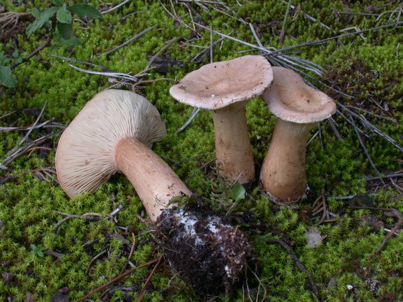 Un gradito ritrovamento....(Clitocybe geotropa)
